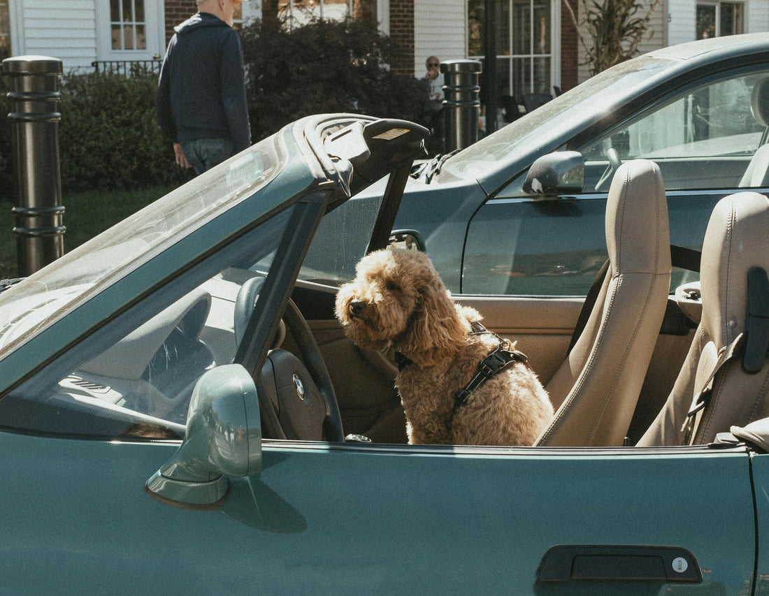 How to Stop Dogs Scratching Your Car Seats