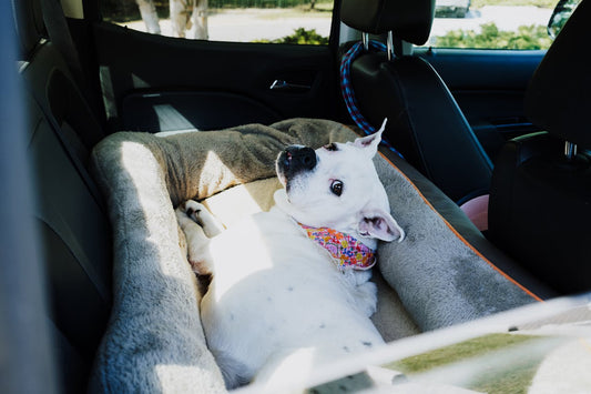 Best Dog Car Accessories for Long Road Trips