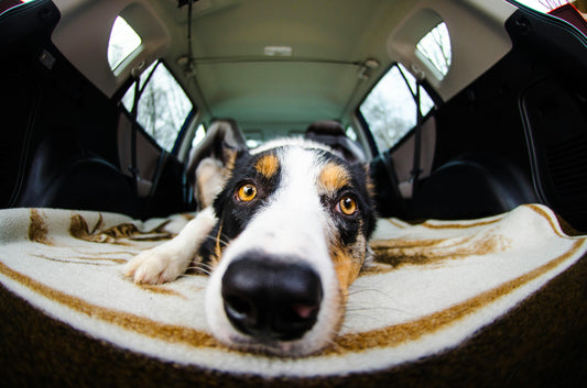 Best Scratch-Proof Dog Seat Covers for Back Seats