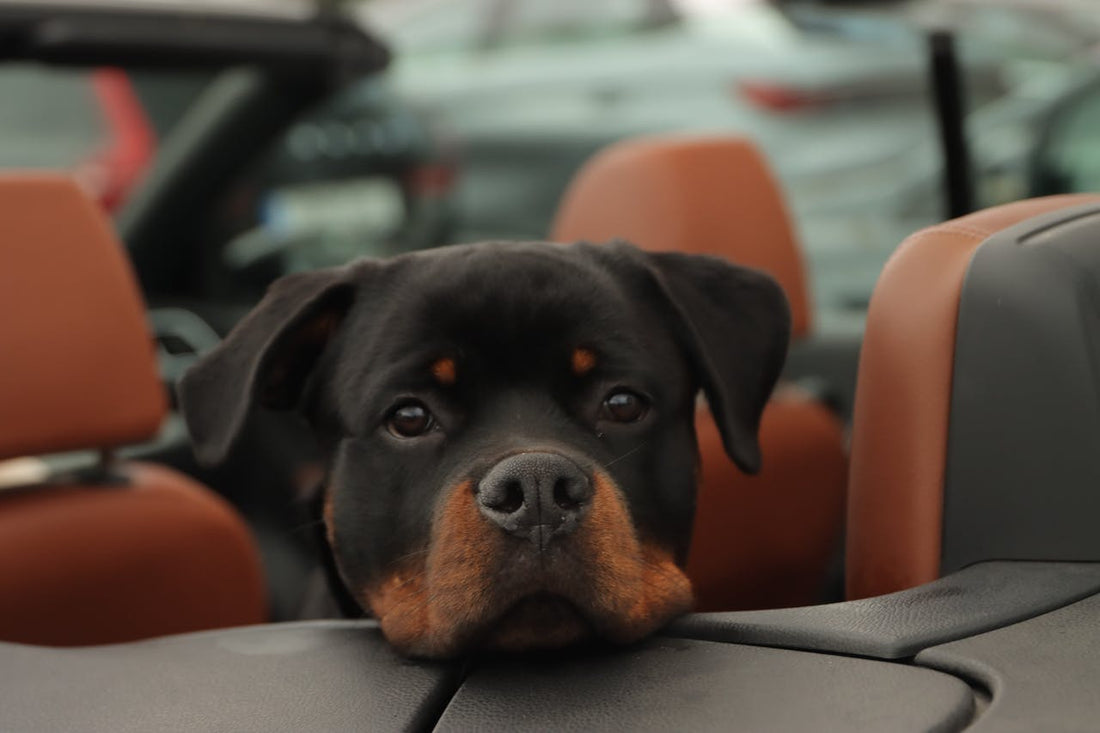 Dog Car Seat Cover vs Hammock: Which Is Better?