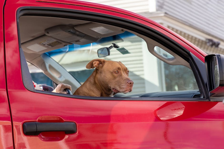 Best Back Seat Dog Covers for SUVs