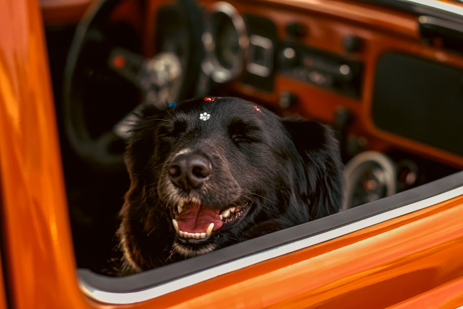 Best Dog Car Seat Covers for Muddy Paws