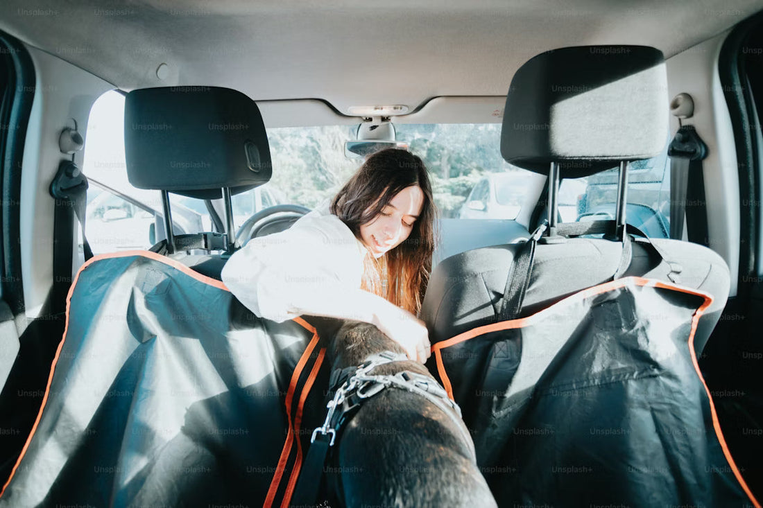 Dog in back seat